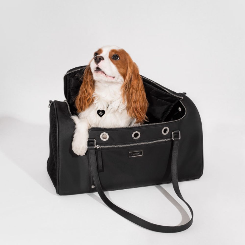 Collection pour animaux